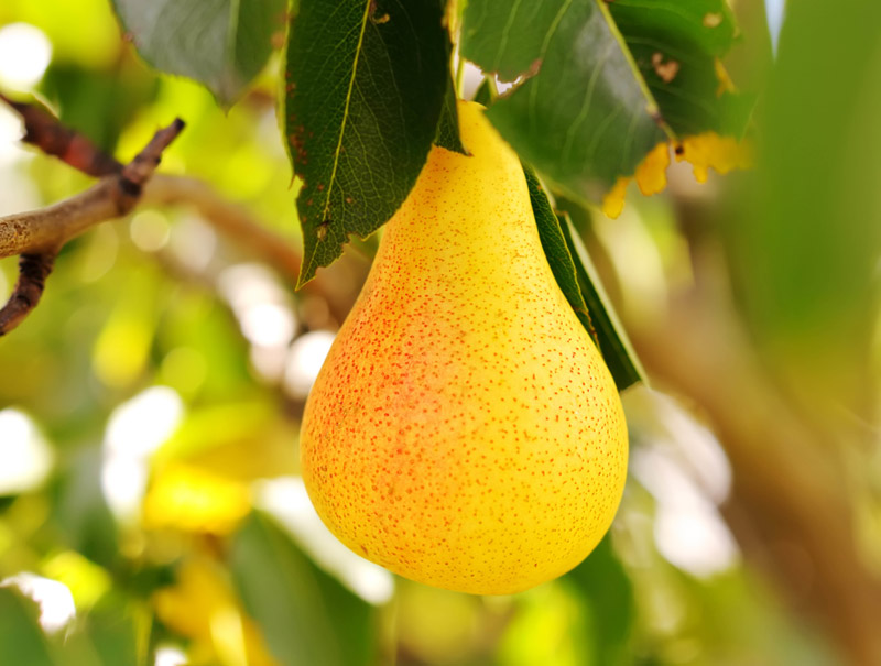 گلابی بیروتی